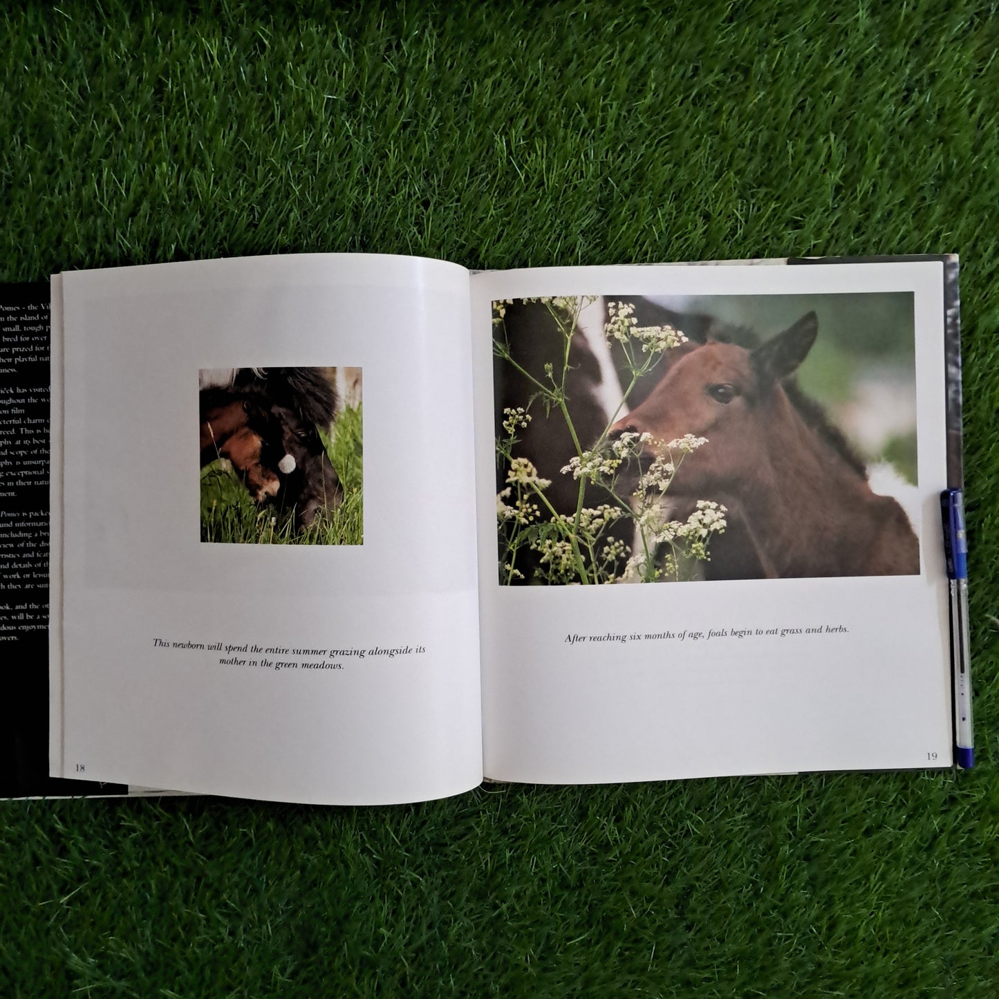 ICELANDIC PONIES