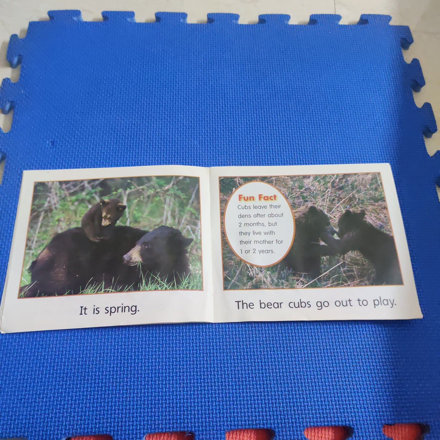 BEARS