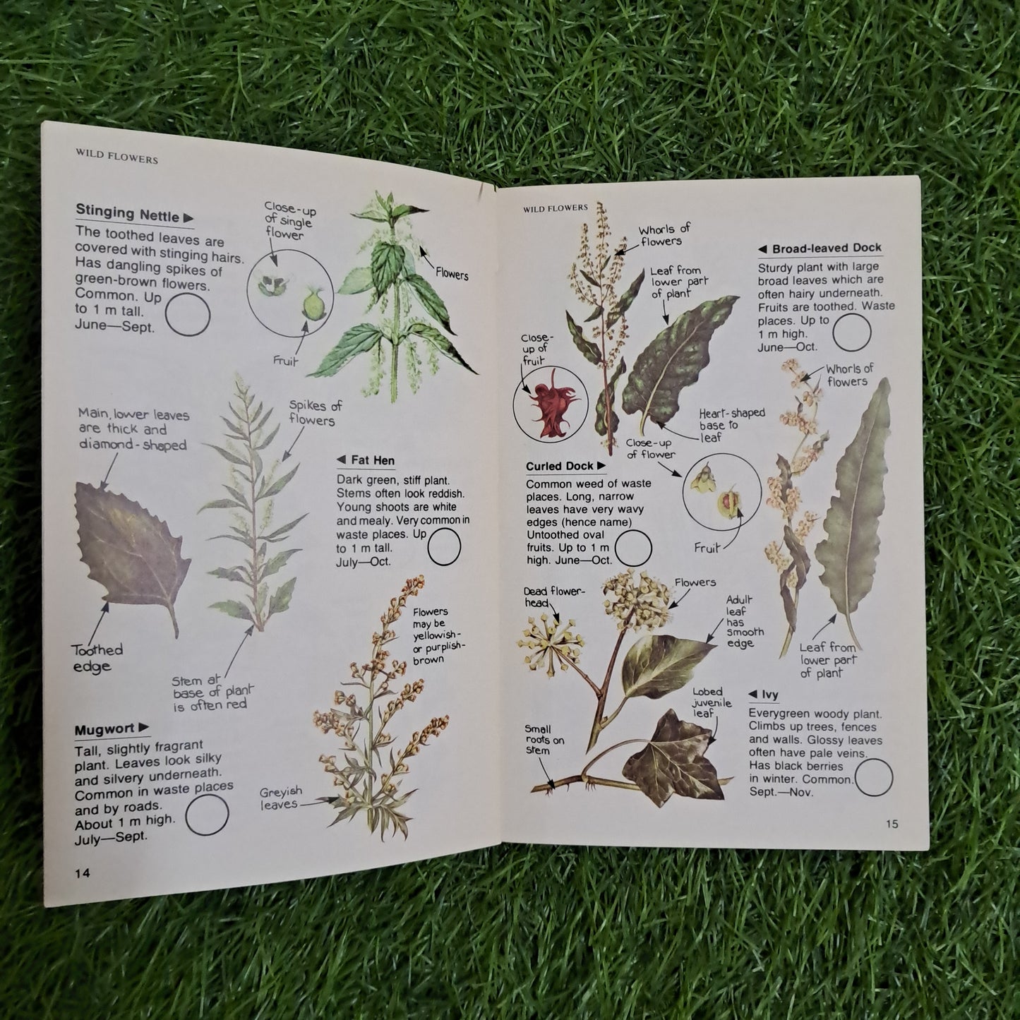 TOWN & CITY WILDLIFE