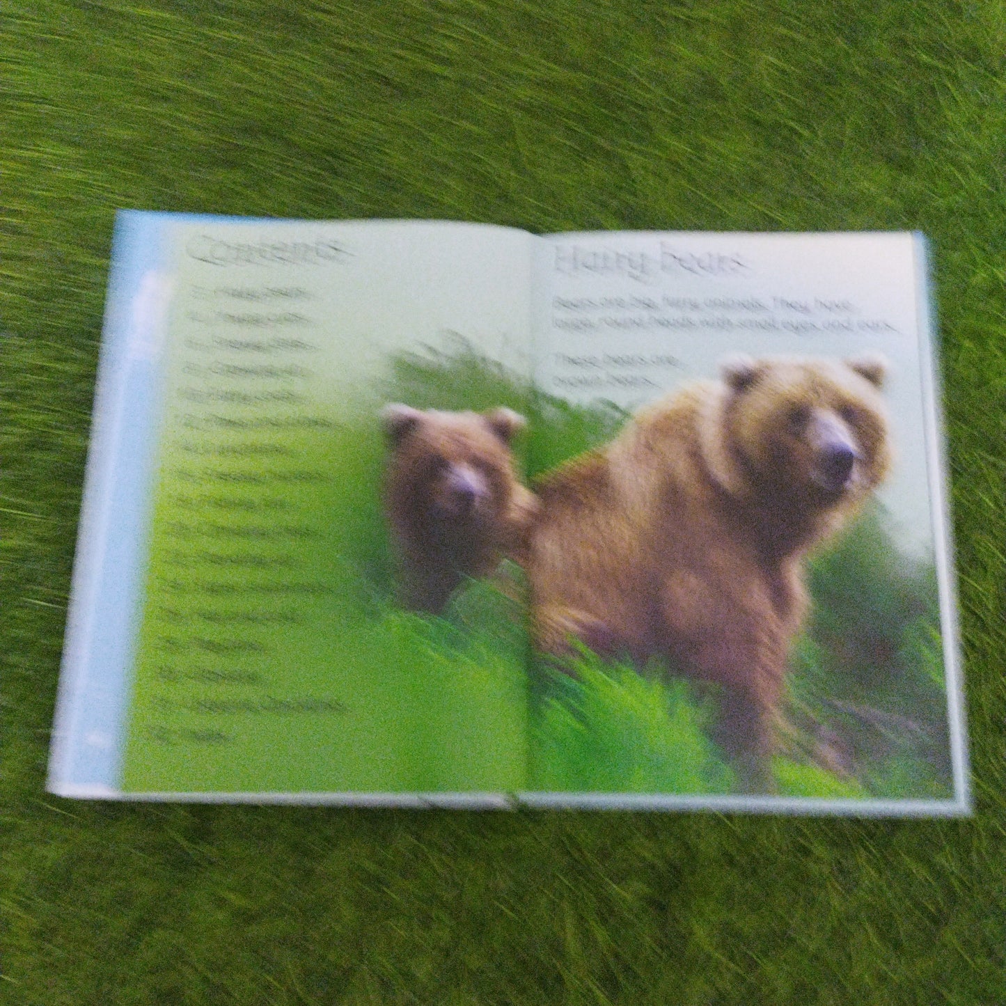 UsBorne Beginners Bears
