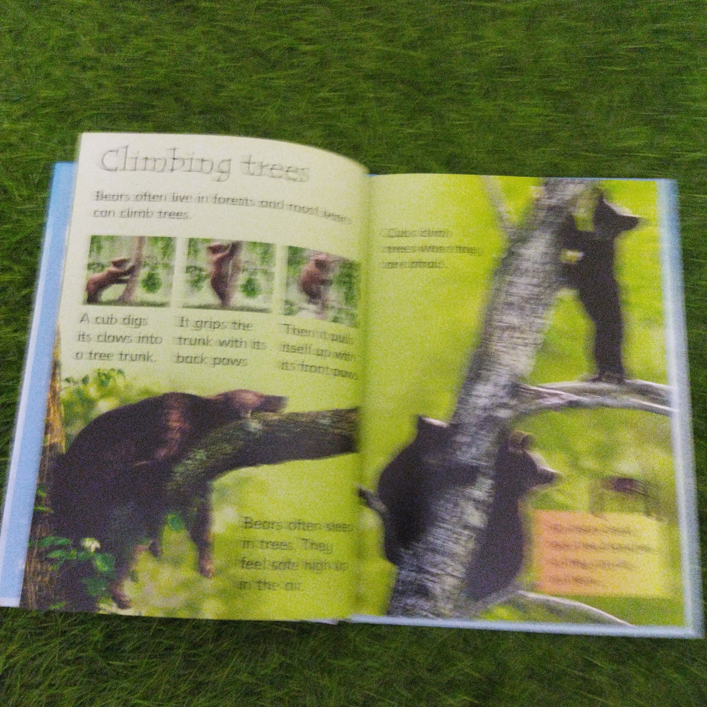 UsBorne Beginners Bears