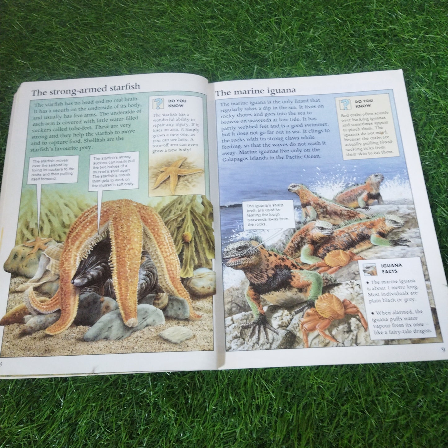 Wild .World. Of. Animals Seashores
