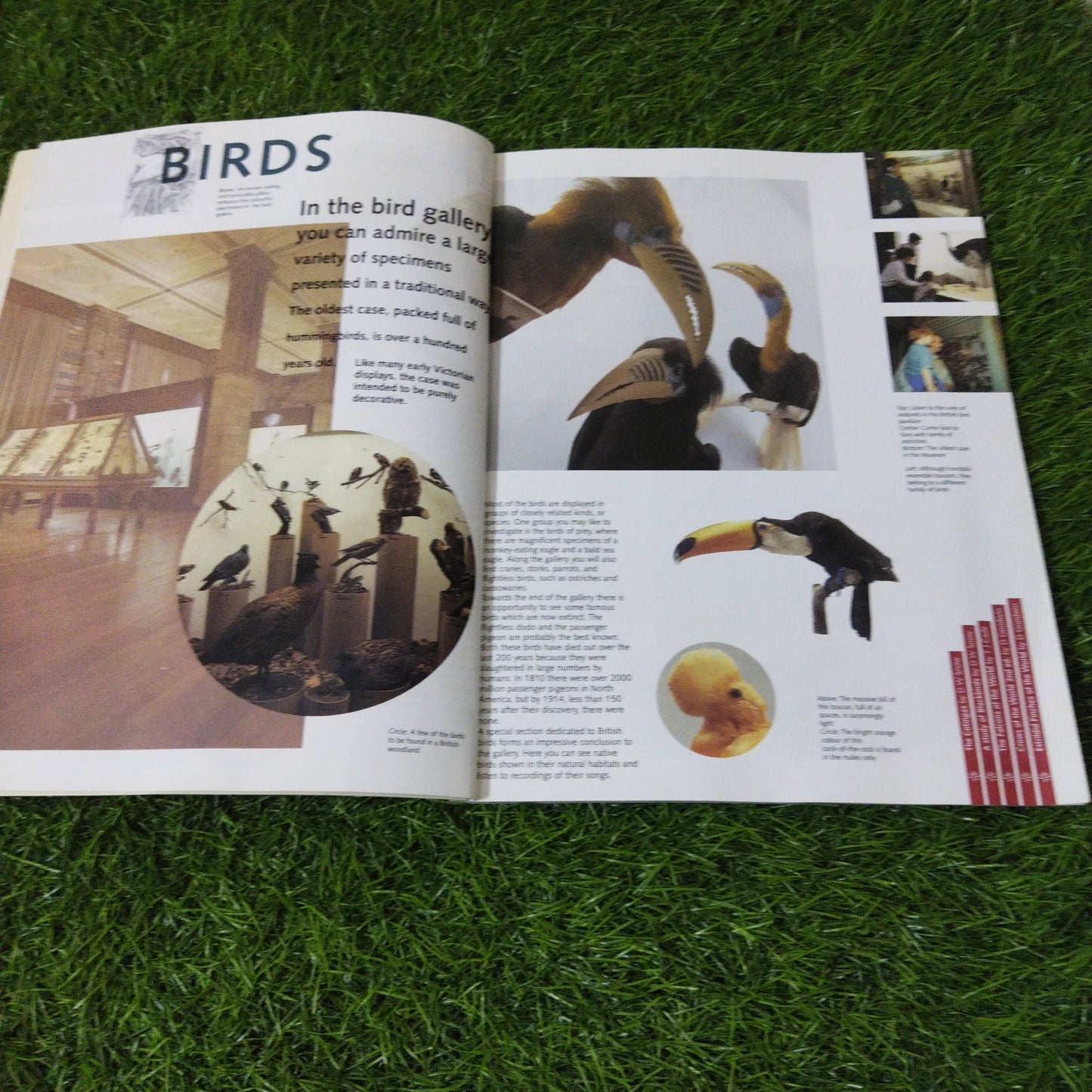 The Natural History Museum