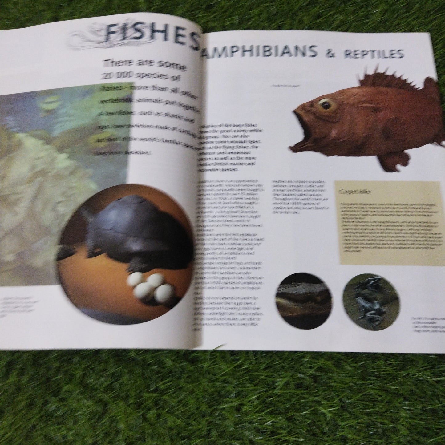 The Natural History Museum