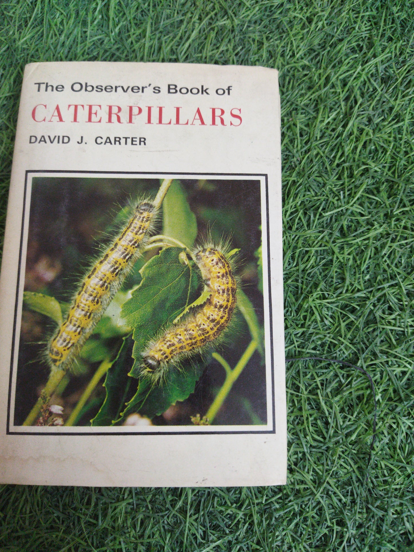 The observer's Book of Caterpillars
