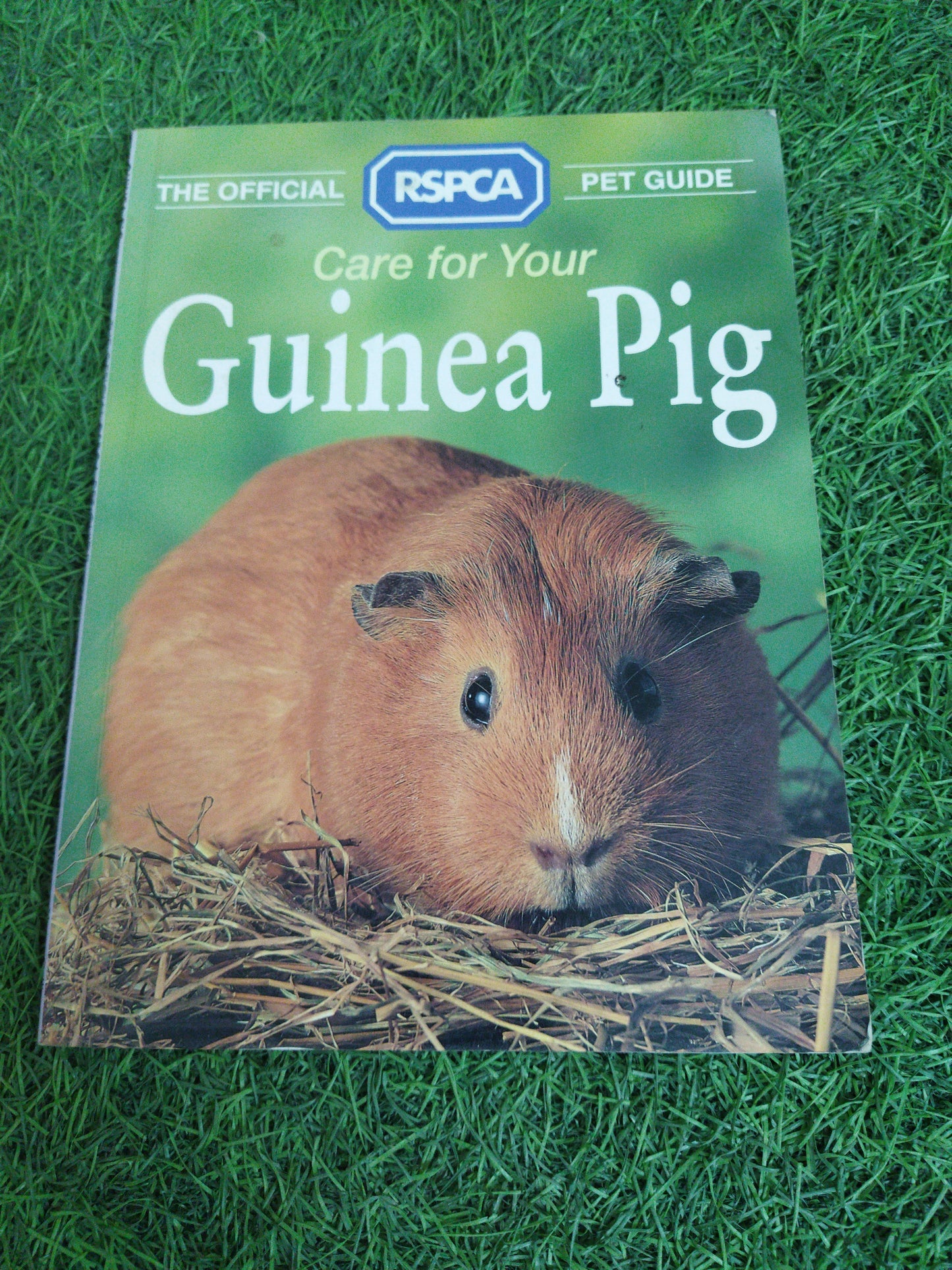 Care For Your Guinea Pig