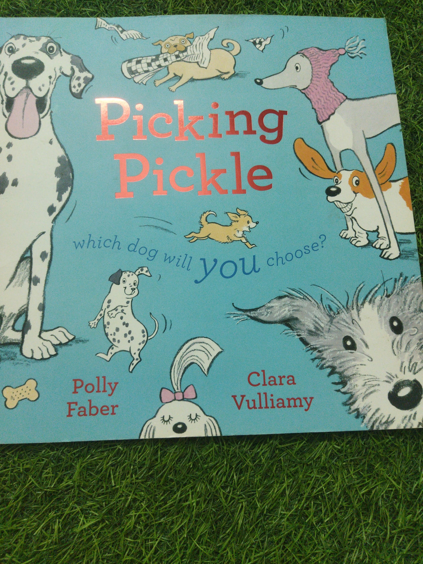 Picking Pickle which dog will you choose ?