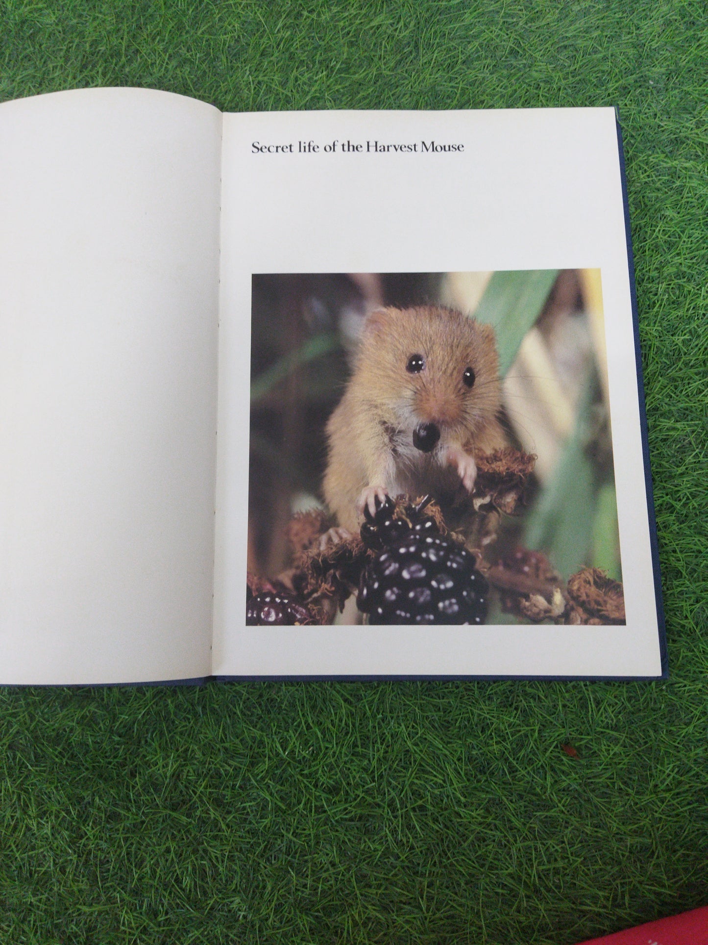 secret Life of the Harvest Mouse