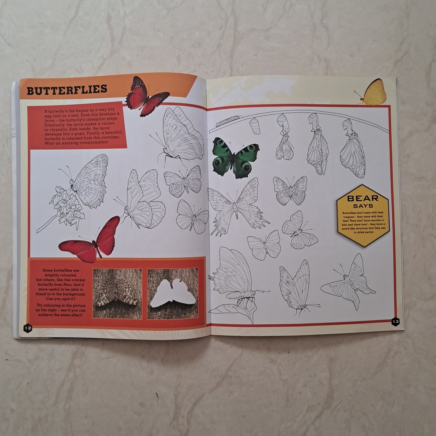 In The Jungle Colouring Book