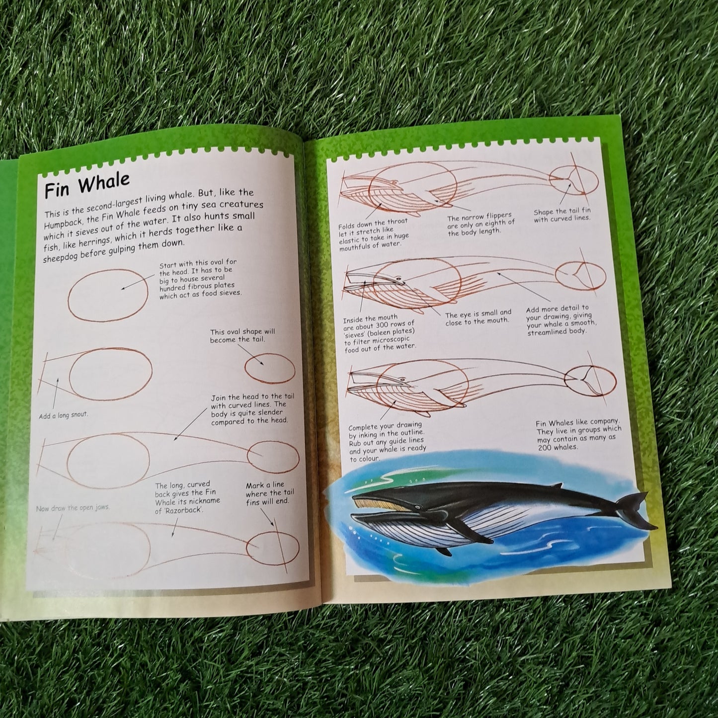 I Can Draw Shark, Whales& Dolphins