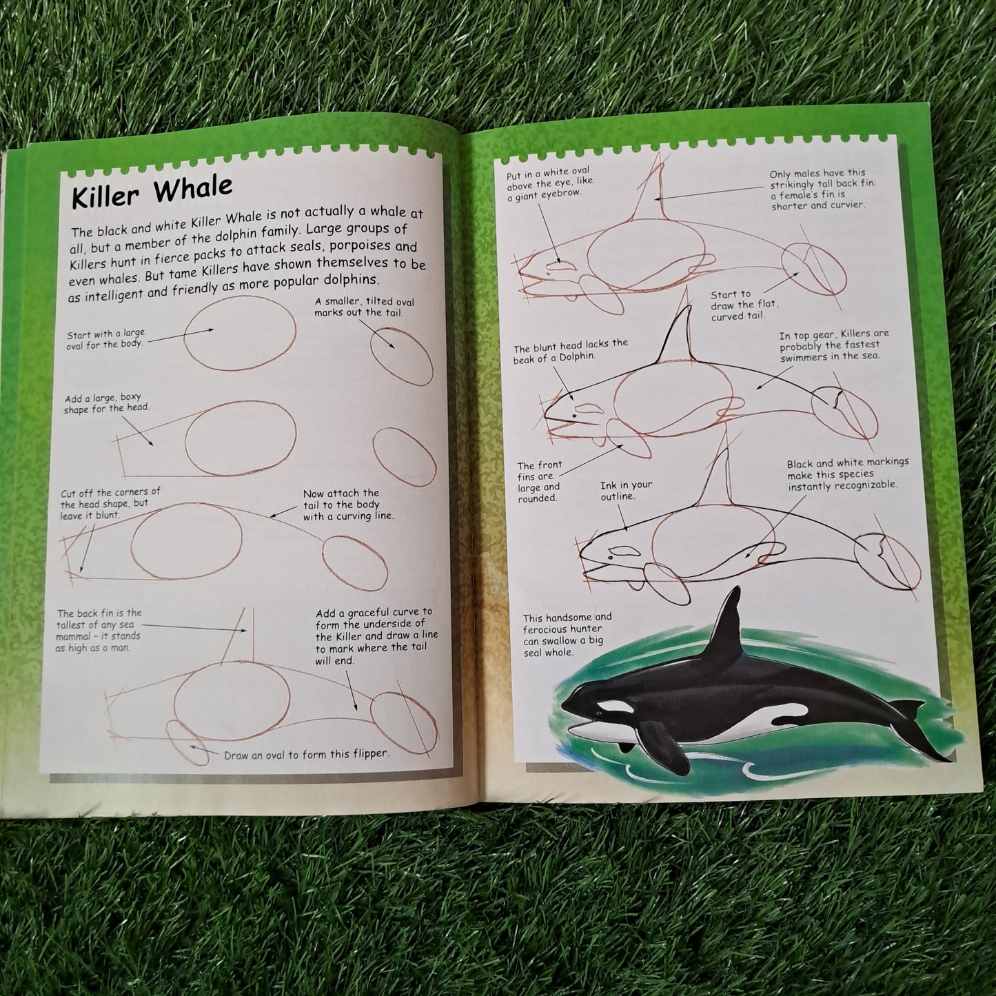I Can Draw Shark, Whales& Dolphins