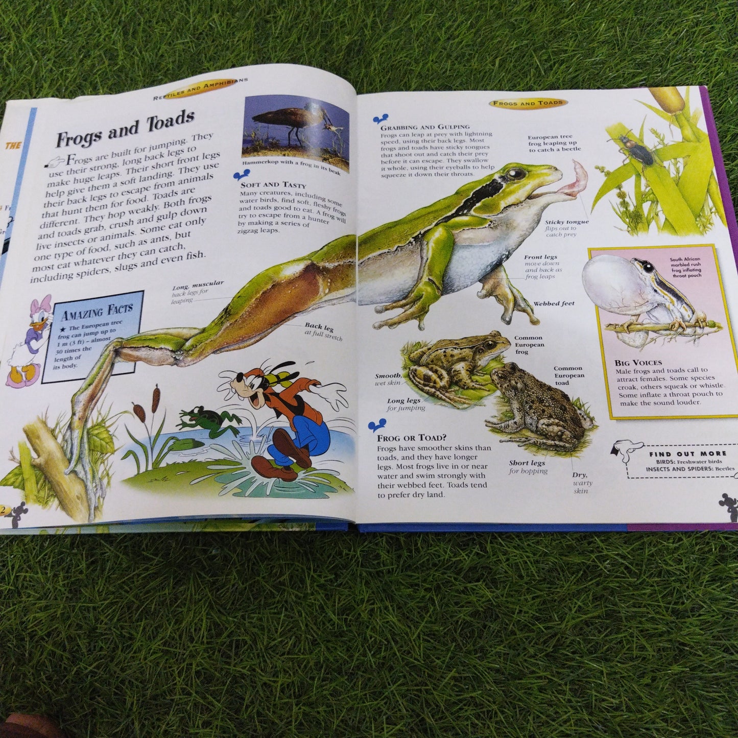 Disney The Wonderful World Of Knowledge Reptiles and Amphibians 11