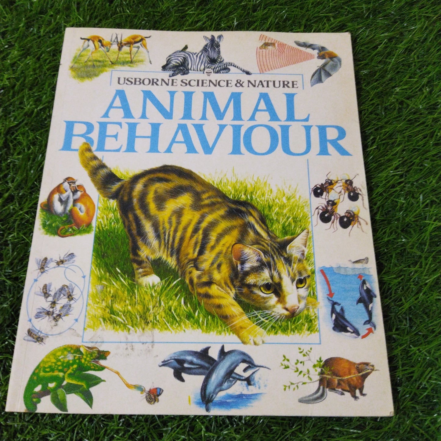 Usborne Science & Nature Animals Behaviour