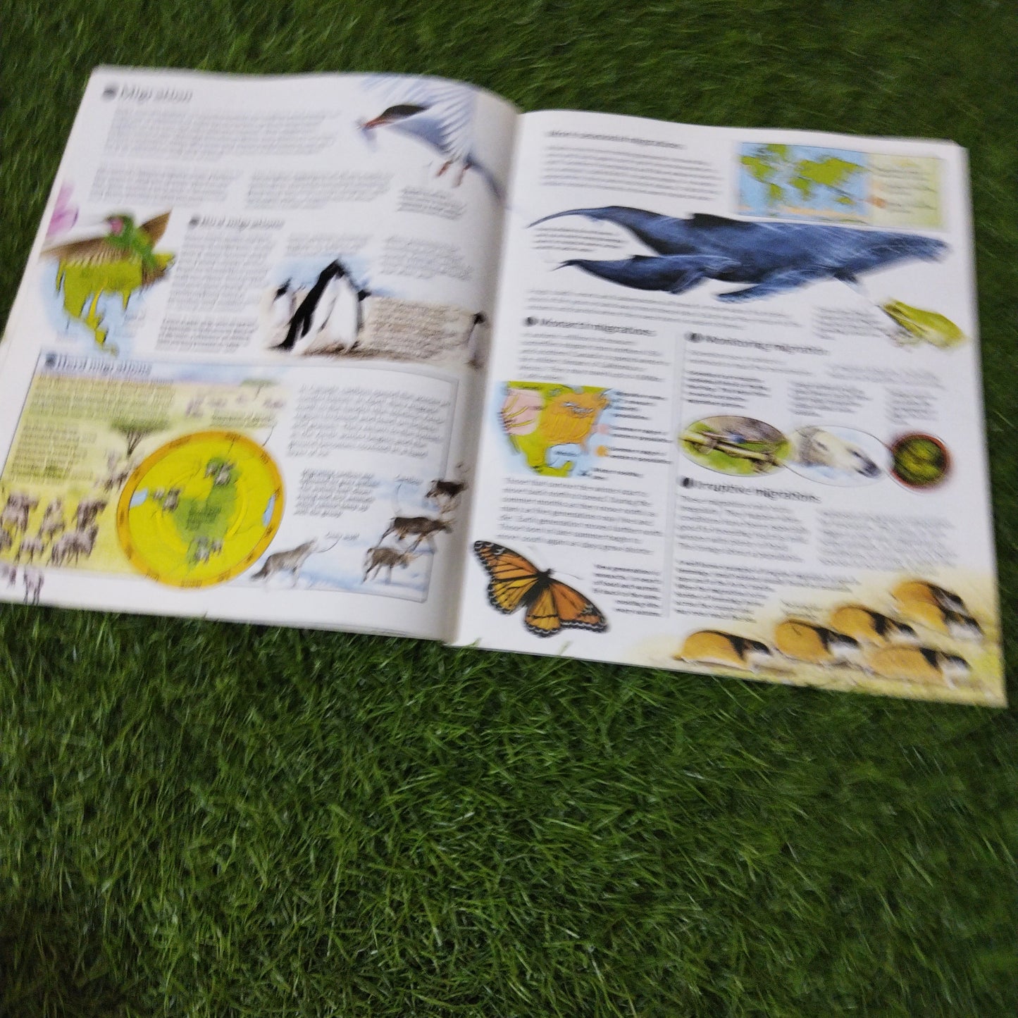 Usborne Science & Nature Animals Behaviour