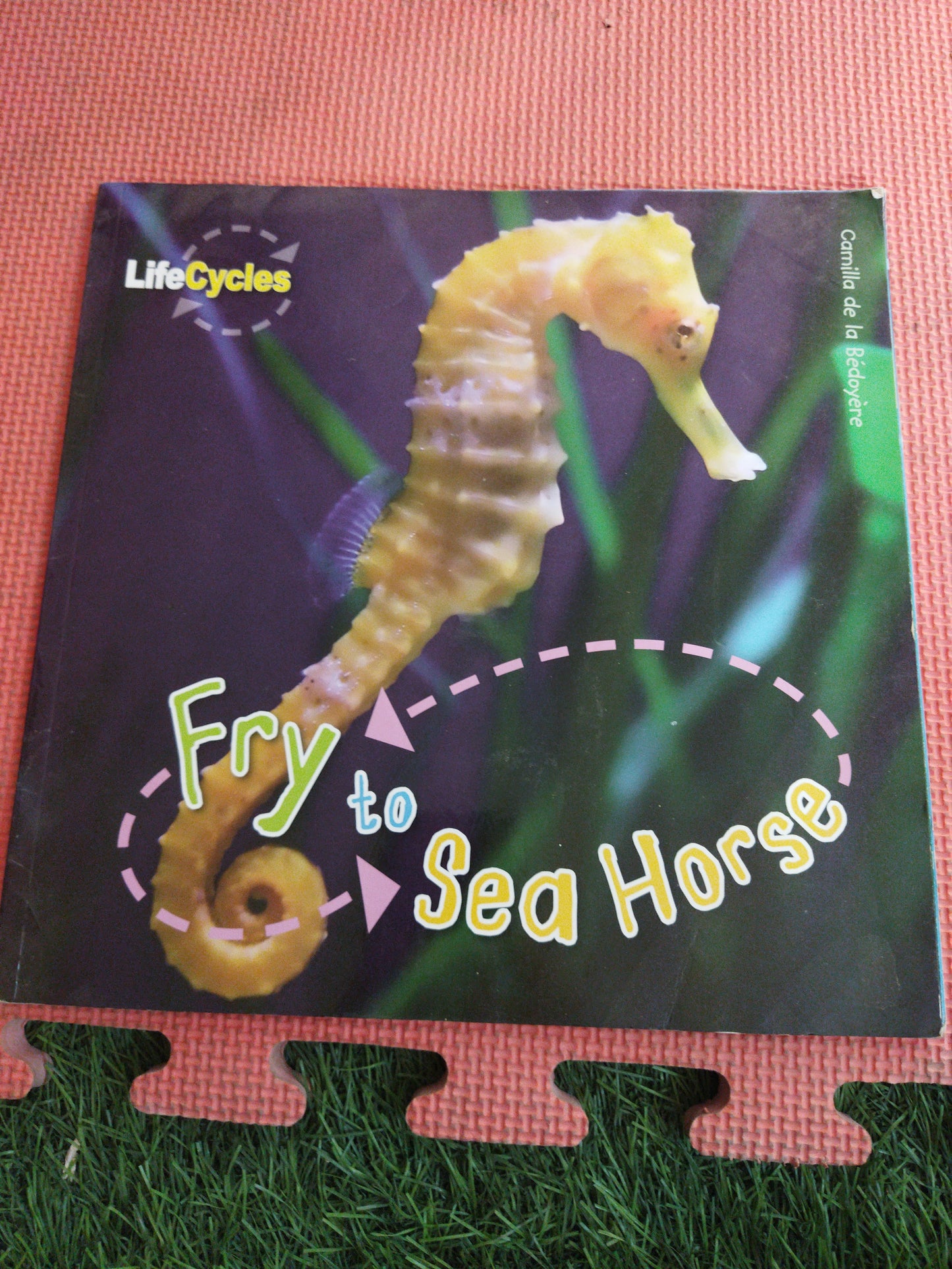 Life Cycles Fry to Sea Horse